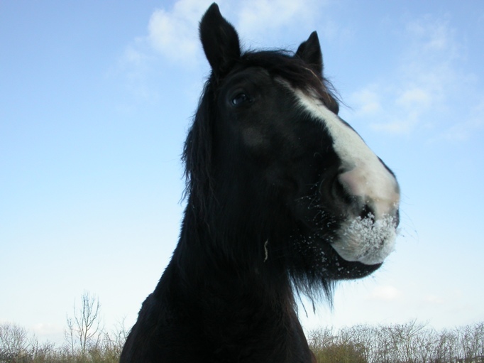 Concours Photos Juillet : Ciel et Chevaux R9a6cbzh